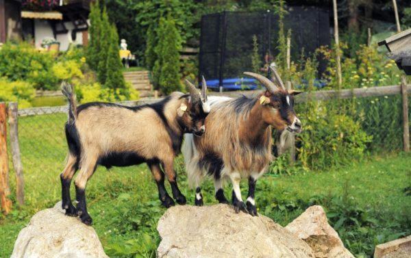 Pension Montana Wagrain Kültér fotó